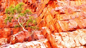 Growing in the Rocks - Ormiston Gorge 2